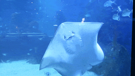 门票无限送啦海童湾萌宠乐园海洋馆蝴蝶谷中秋国庆升级开园啦