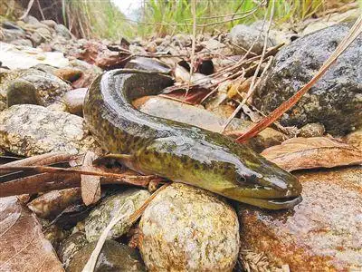 花鳗鲡的生命迁徙