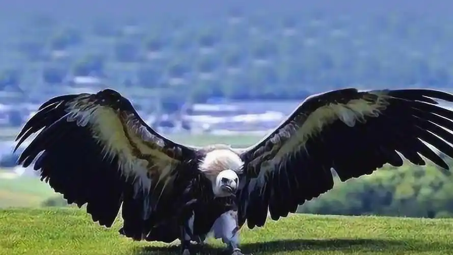 全世界最大的鸟,身长高达8米多,空中的霸主!