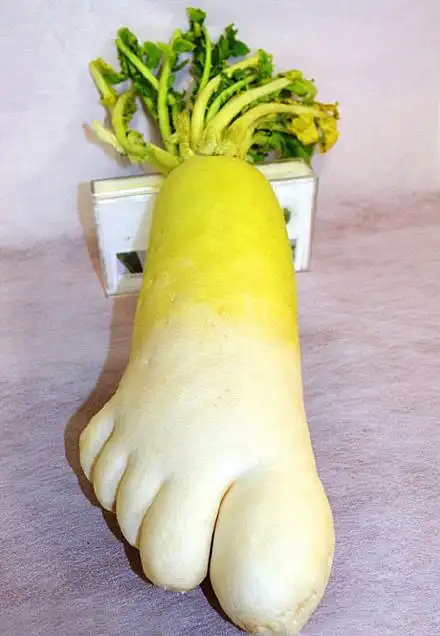 堪比人参的白萝卜脚丫子