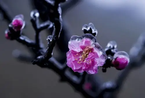 梅之恋 梅花吐蕊冰雪醉, 朵朵梅花报春晖.