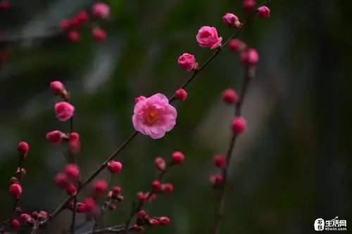 滨河路上的红梅图,实在美丽,好喜欢