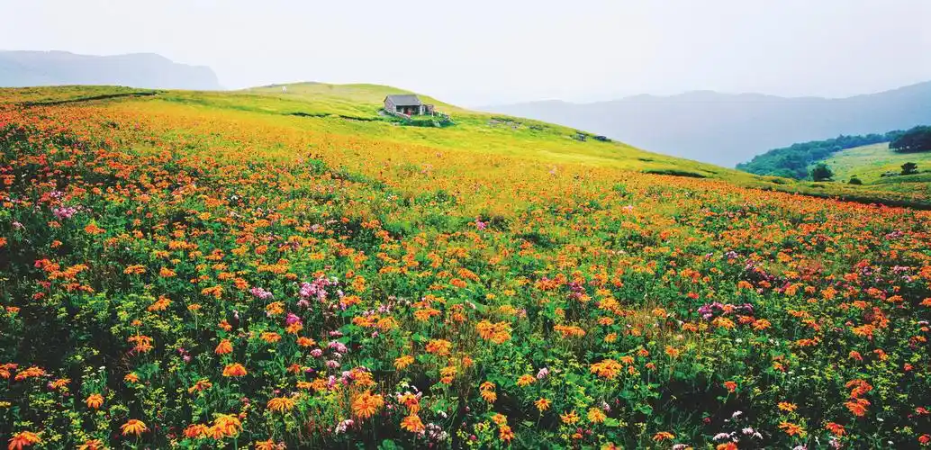 历山舜王坪亚高山草甸