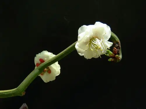 山豆儿的百花园(112)梅花之四:玉蝶梅,玉蝶游龙梅