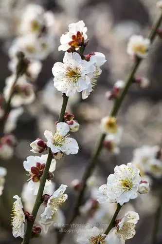 由于品种众多,陈俊愉院士多次将梅花品种进行分类,于1999年将梅花分为