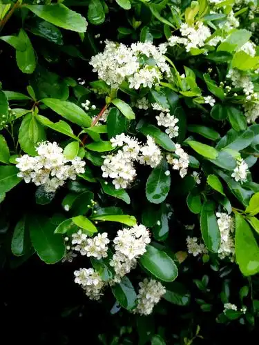 米子杂记/火棘花,美吧