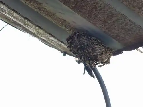 刚成型的马蜂窝