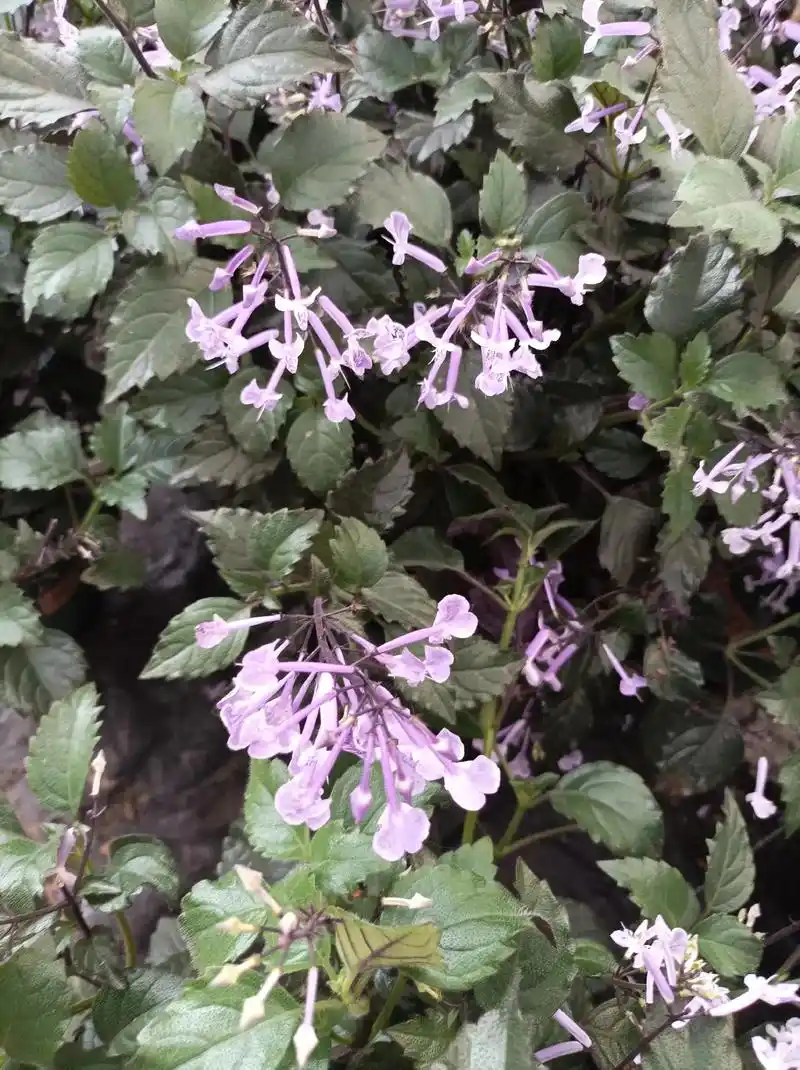 艾氏香茶菜吸毒草(拉丁学名:melissa officina - 抖音