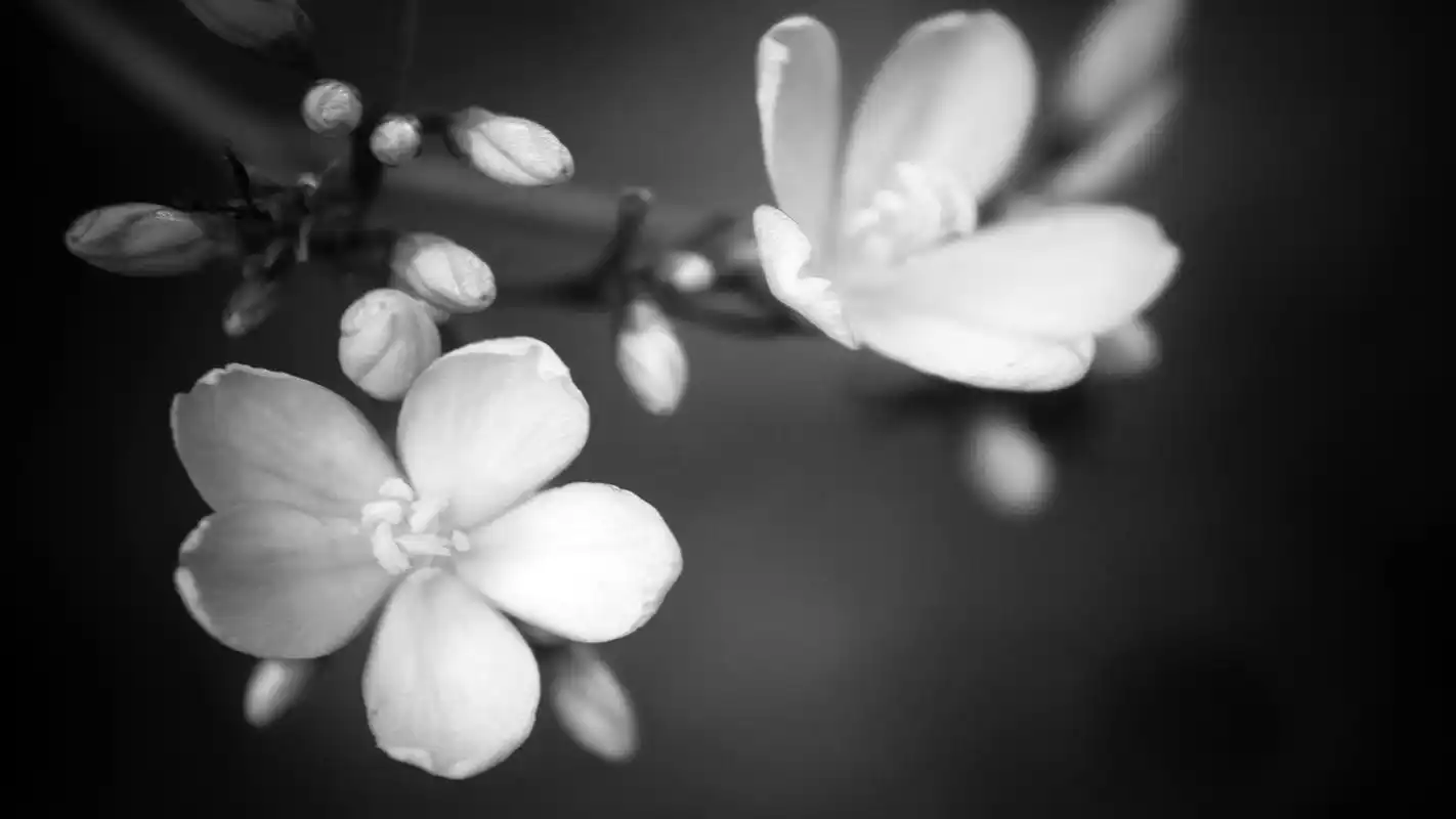 黑白色调植物花朵创意设计电脑桌面壁纸图片高清大图预览1920x1080