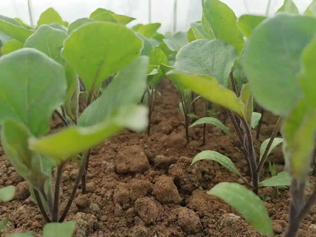 茄子苗期蹲苗注意事项 - 江苏丹阳现代农业产业示范园