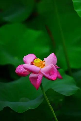 形成了晶莹剔透的水珠像纯露一样.