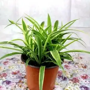 金边吊兰盆栽植物室内水培花图片