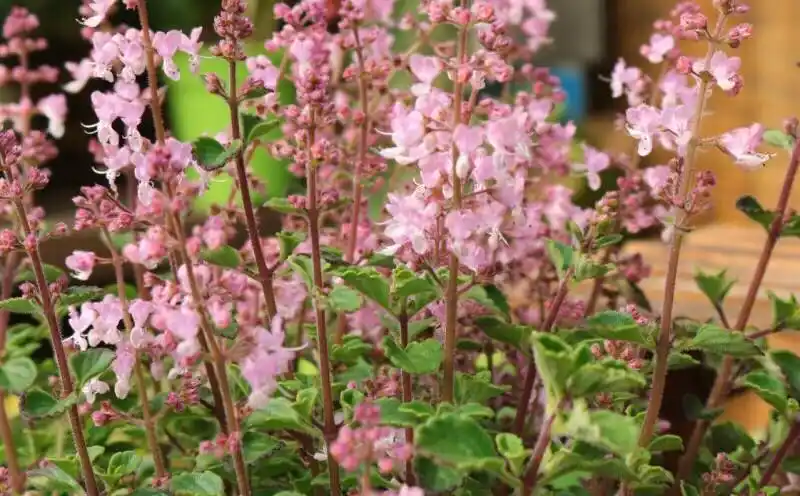 芳香植物香妃草不仅盆栽小清新而且气味香甜用途很广泛