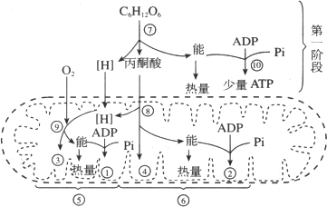 下图表示有氧呼吸的过程.