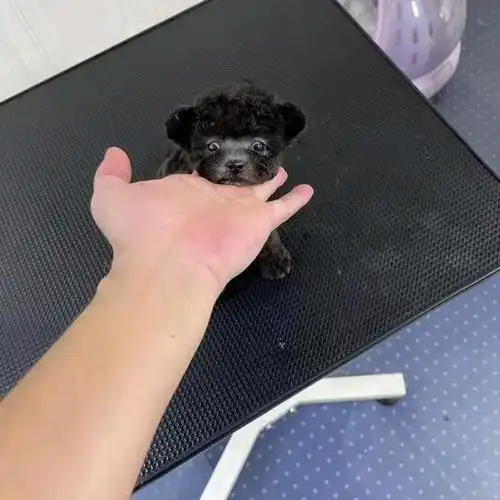 米奇耳灰泰迪 小母 微小体