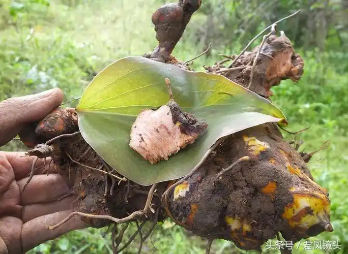 菝葜别名金刚藤 主治风湿关节痛 跌打损伤 糖尿病