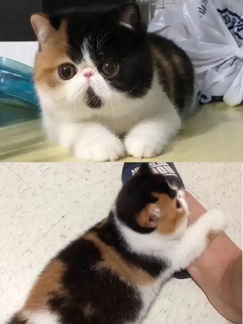 小粘人精三花加菲猫