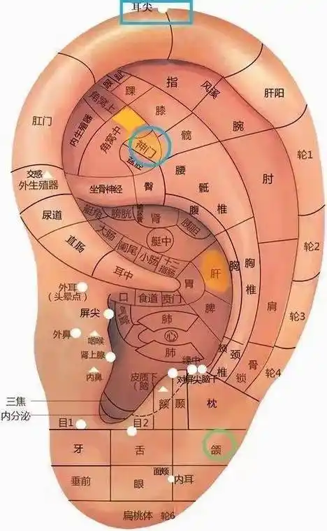 这项神奇的治疗您知多少_耳穴_耳廓_耳朵