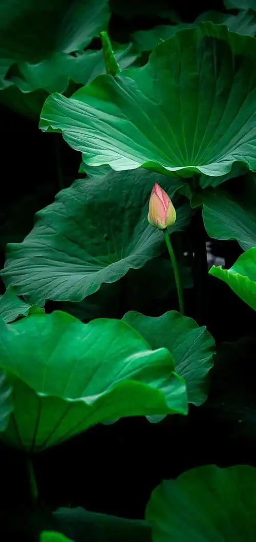 护眼绿色手机壁纸