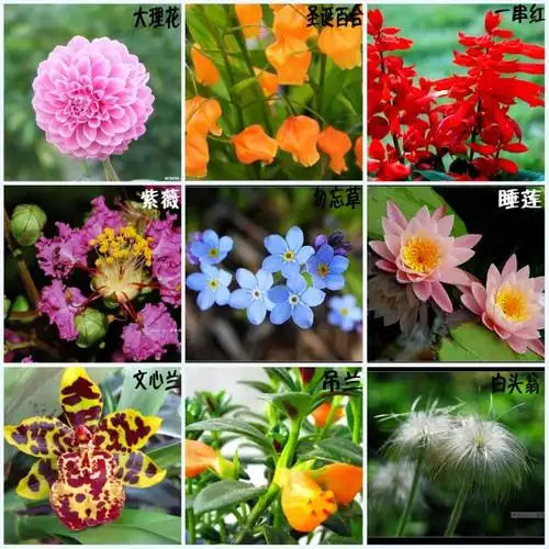 中国各种鲜花的寓意