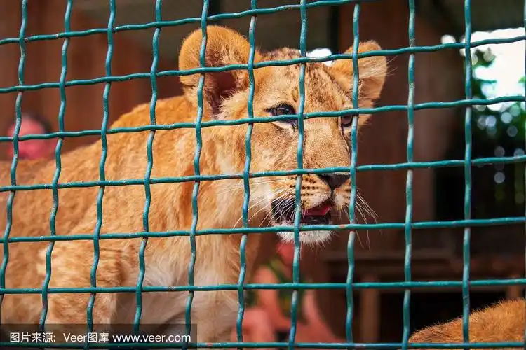 小狮子在笼子里.兽中威严的王.