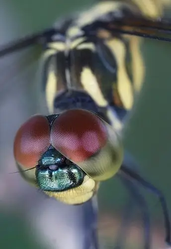 蜻蜓的复眼