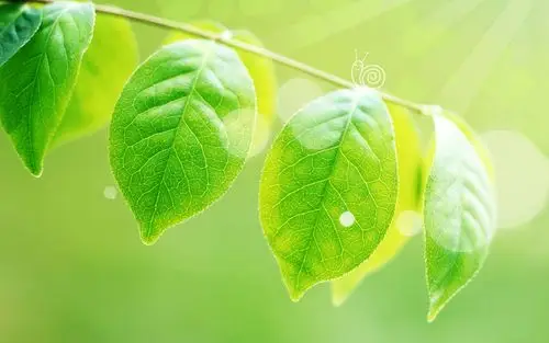 可爱绿叶护眼宽屏壁纸-壁纸图片大全