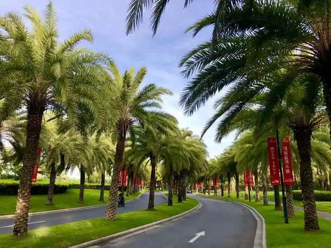 三亚风光.海南的标志椰子树