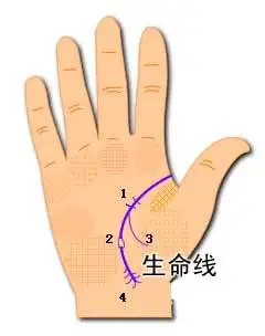 生命线图解大全