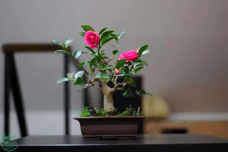 茶梅盛开 - 微型盆景廊 - 岭南盆景网 - powered by discuz!