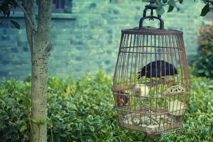 鸟在树底下的笼子里举行