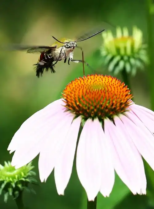 飞舞的蜜蜂,蜂蝶与蝴蝶