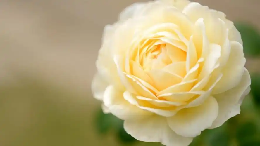 原创7月20日星座运势金牛迎接挑战天秤严于律己射手头脑清醒