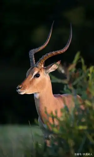 动物 一直都是人类的好朋友,为人类的世界增添了无尽的快乐