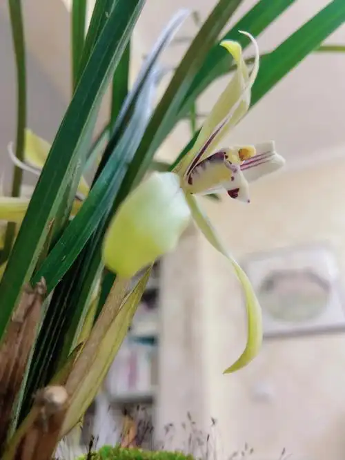 年后兰花开得特别好但这是什么品种呢