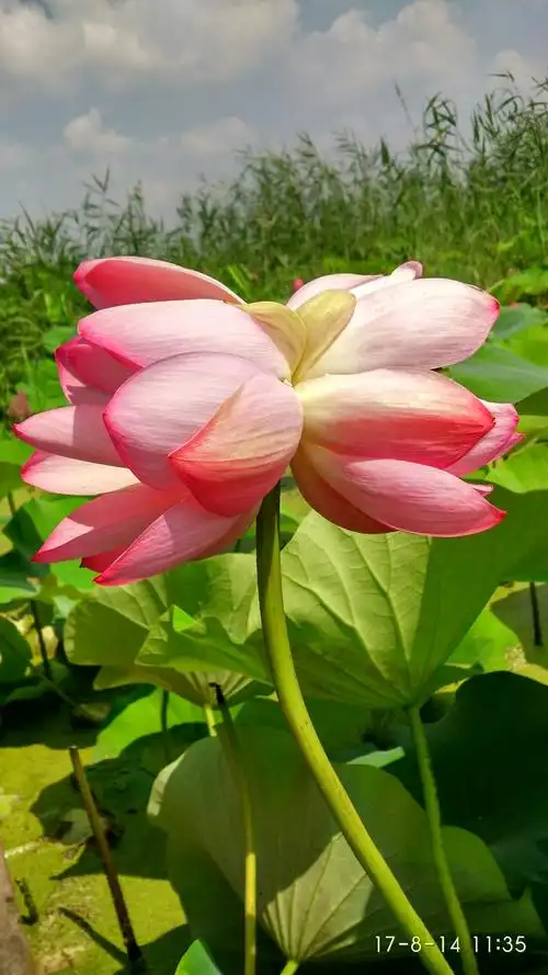 安新北河庄荷花园