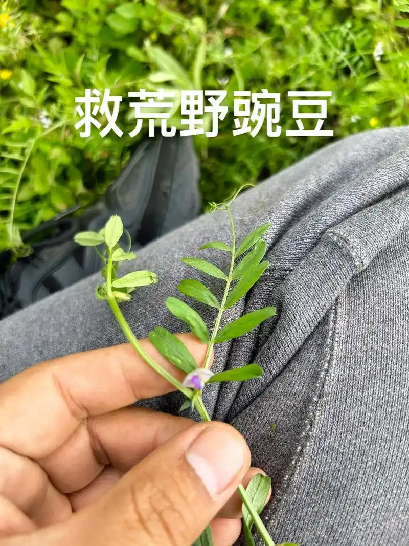 三种野豌豆的区别,叶片从大到小,果实从多到少,都依次为救荒野 - 抖音