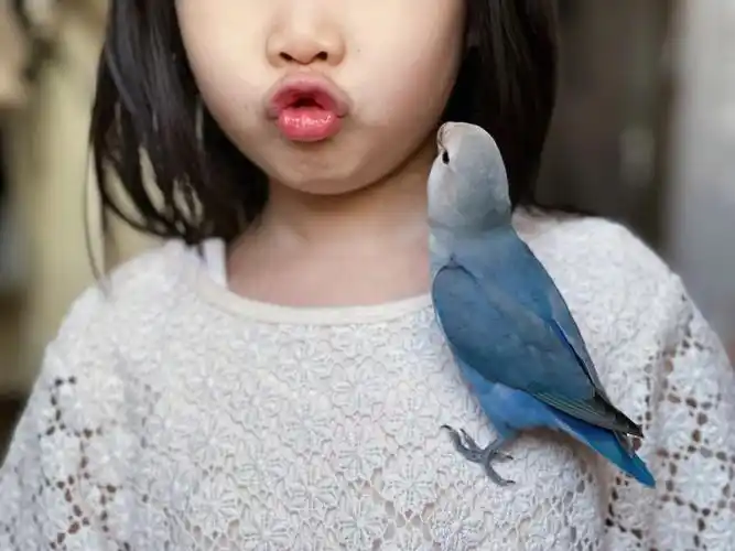 牡丹鹦鹉进化期的嘴巴