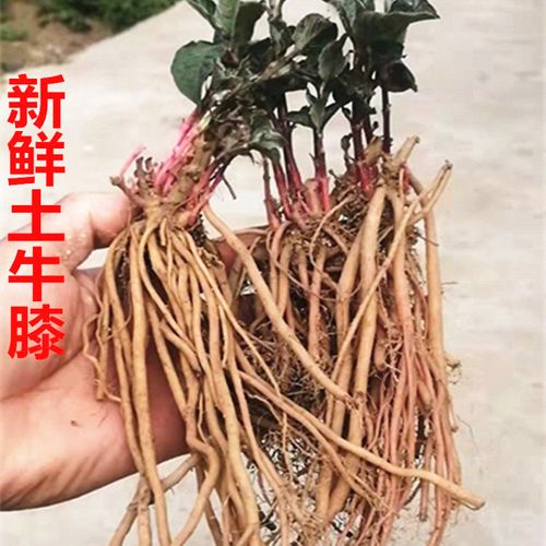 新鲜土牛膝现挖根扭伤土牛夕牛膝
