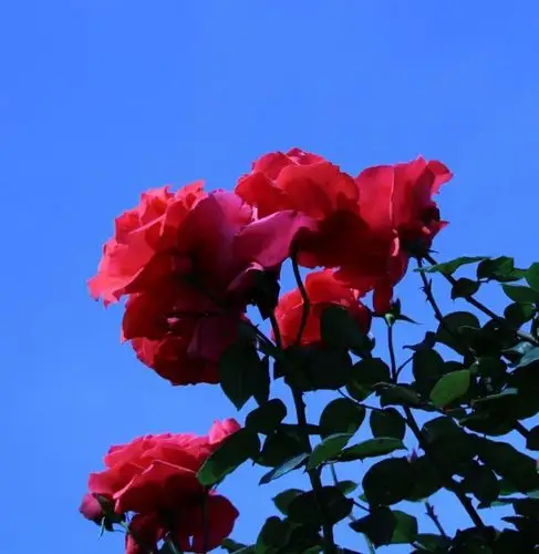 美丽鲜艳的牡丹花.