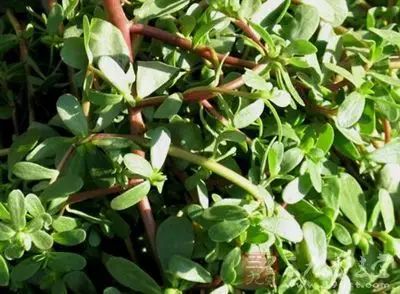 [皮肤科偏方]皮肤过敏的5种中药止痒偏方