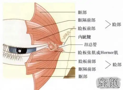 眼睑成形术:睑成形术相关解剖基础!