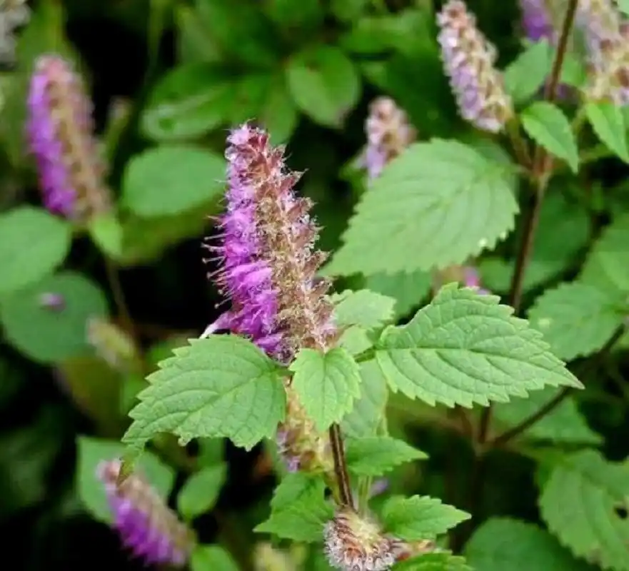 每日一香:香薷 # # #  香薷的功效与作用 发汗解表,利水消肿,和中化湿