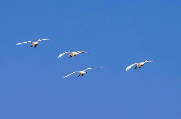 老阳摄影:蓝天下的飞翔(天鹅)