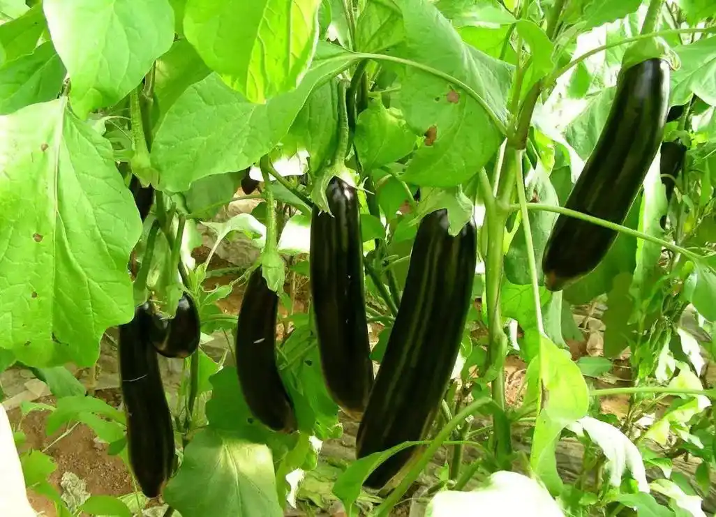 【赣南种植】蔬菜:茄子施肥的五个原则!提高肥料利用率