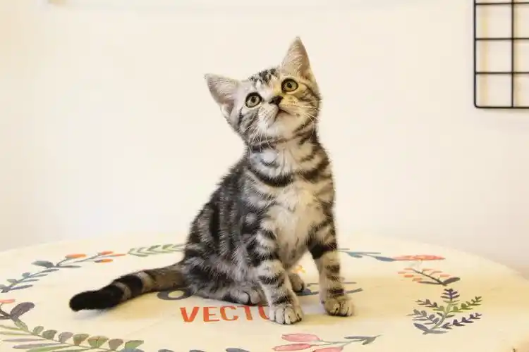 银虎美国短毛斑公美短标准弟弟幼猫活体宠物猫咪