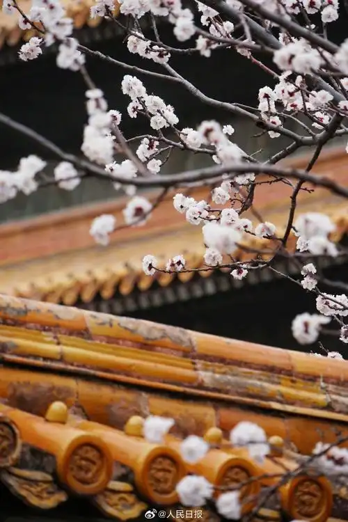 故宫杏花壁纸来了##故宫内杏花盛开##花开种花家