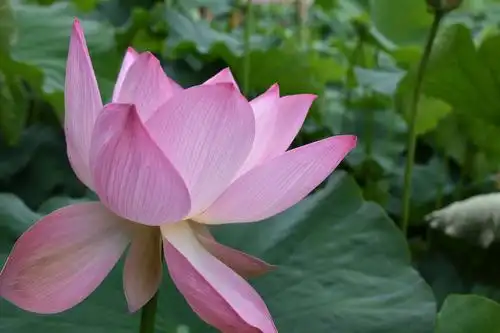 感恩有您,奉上一组荷花供您欣赏