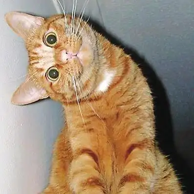 黄晓明潘玮柏晒自己歪脖子照表情疑惑搞笑图