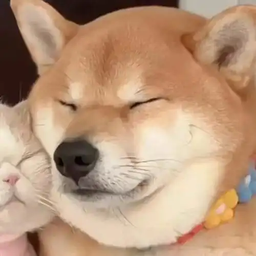 可爱动物情头32